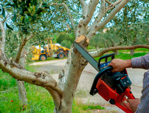 Best Stump Grinding Near Me  in Purcellville, VA